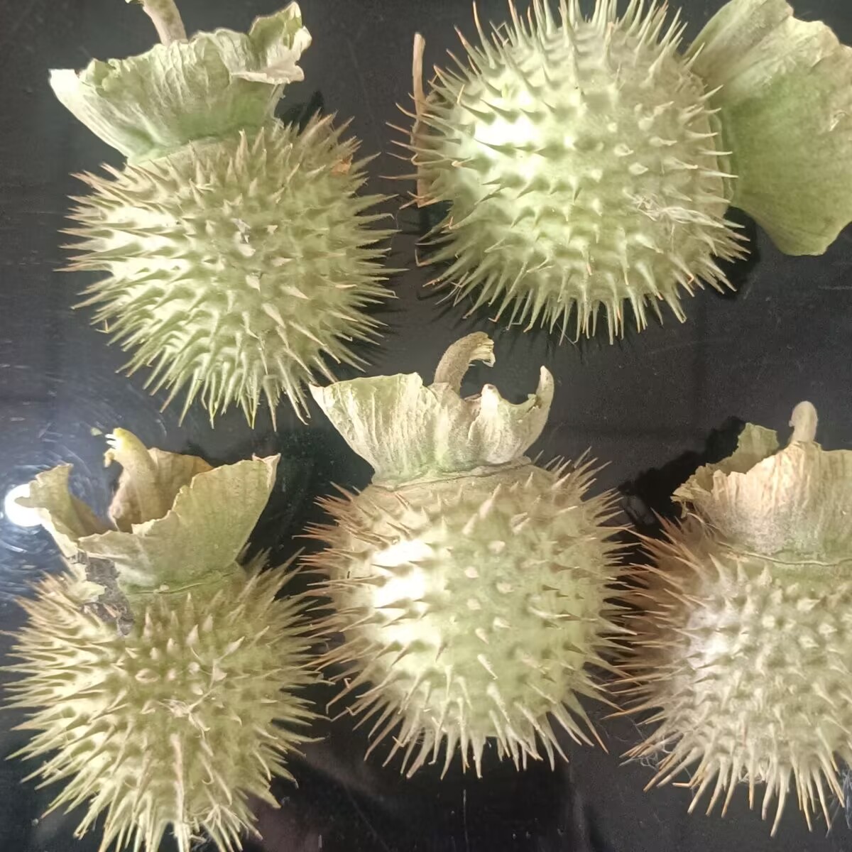 High-Quality Natural Dried Dat - огляд і ціна Potpourri Dried Flower